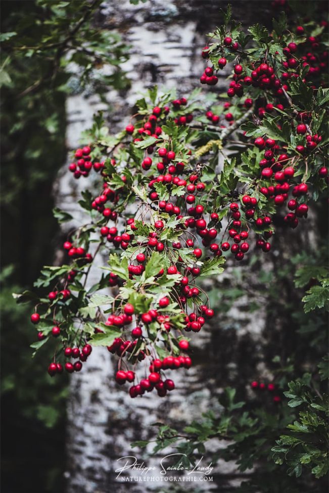 Des baies sauvages