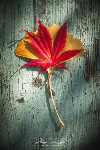 Feuilles de ginkgo et d'érable