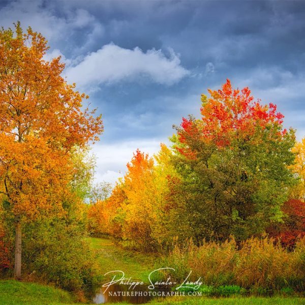 Autumn Ingredients Ciel menaçant sur une forêt en automne