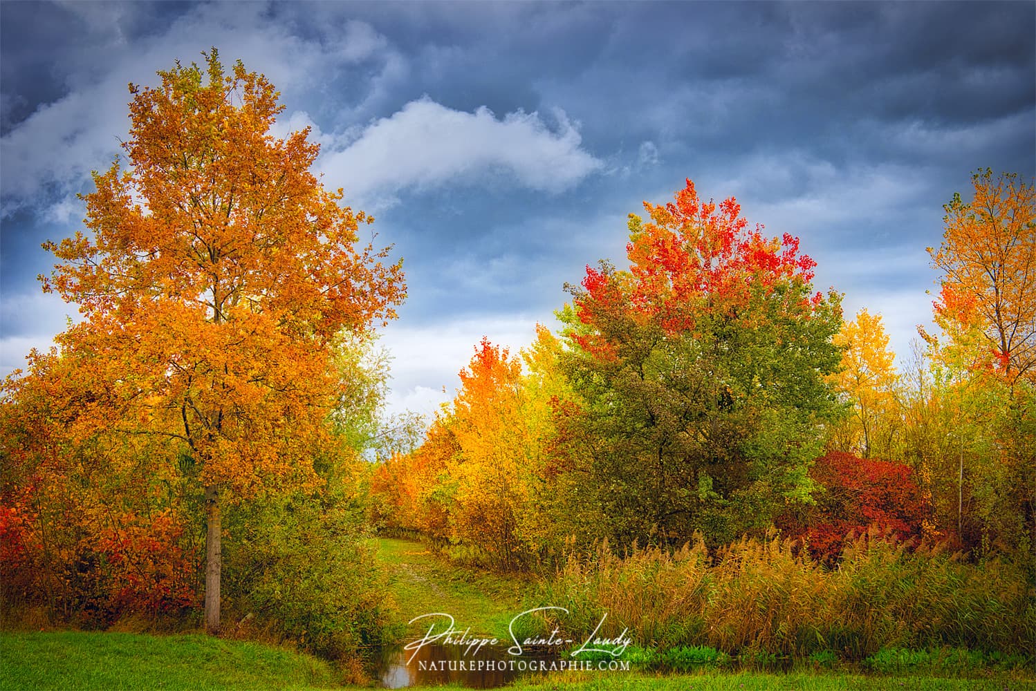 Ciel menaçant sur une forêt en automne