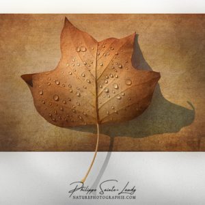 Autumn Paper Feuille de papier