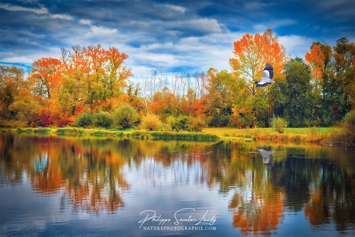 Un héron dans un paysage d'automne