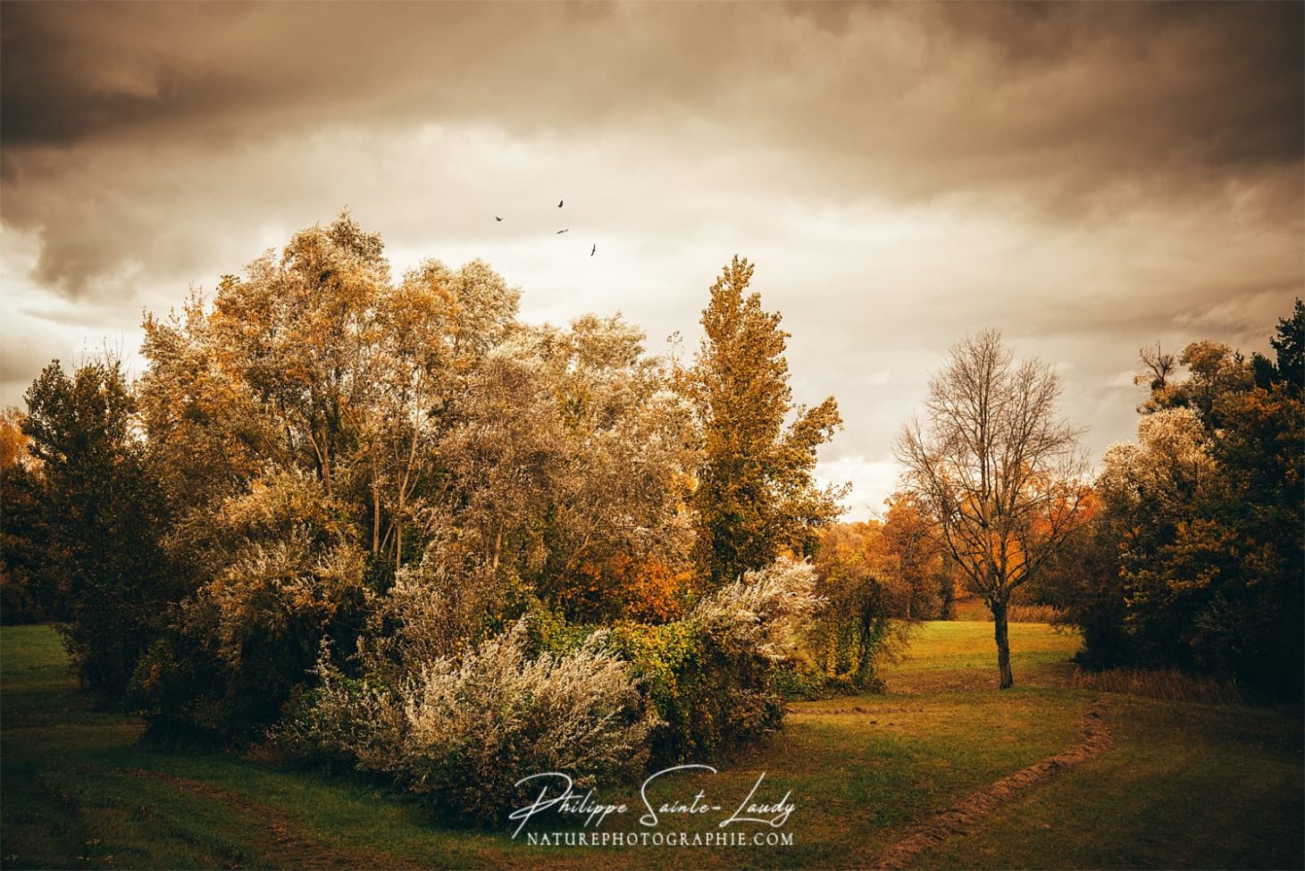 Joli coin de verdure avant l'orage