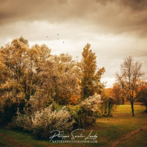Before the Rain Joli coin de verdure avant l'orage