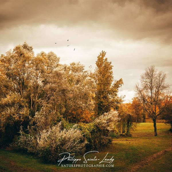 Before the Rain Joli coin de verdure avant l'orage
