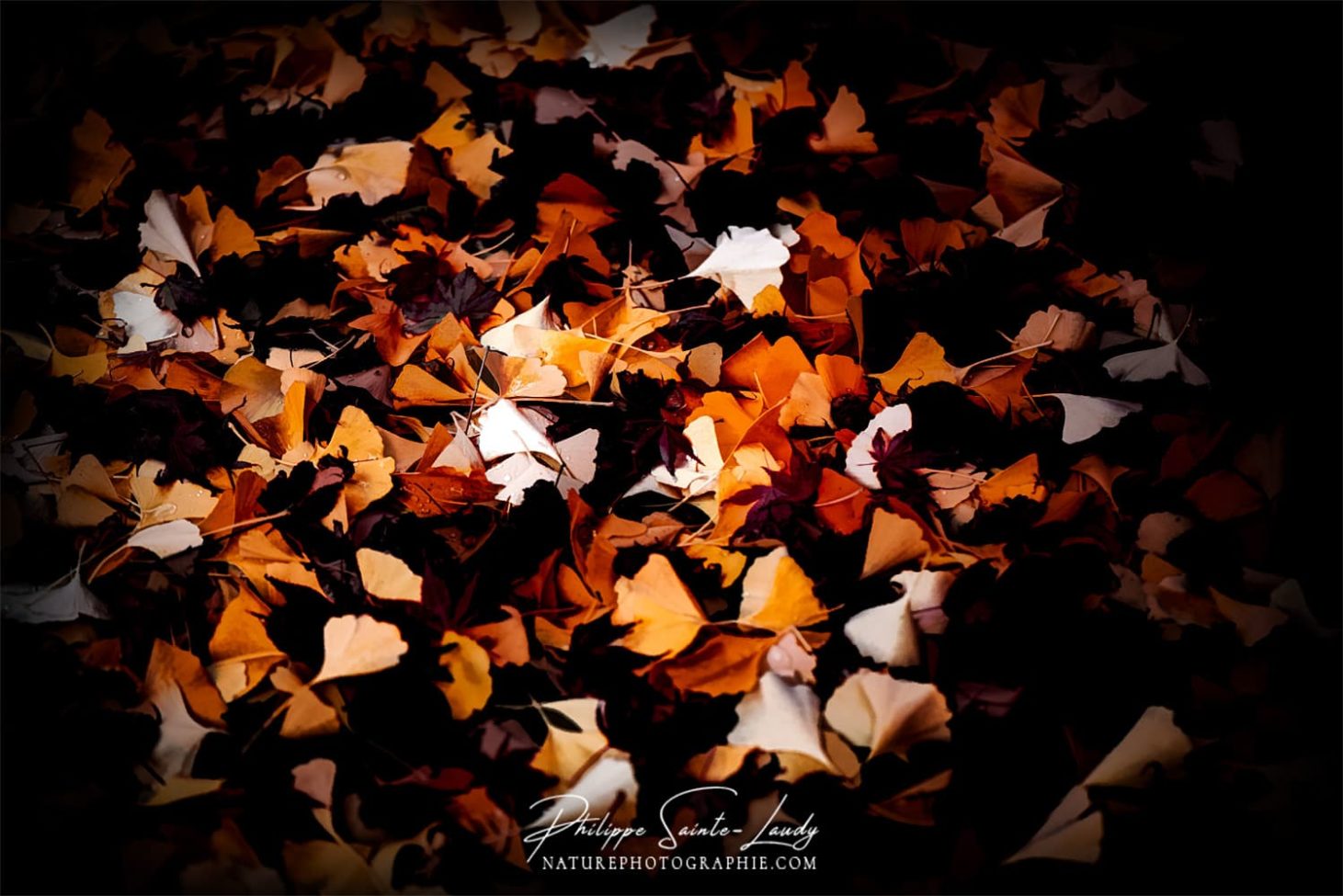 Tapis de feuilles d'automne