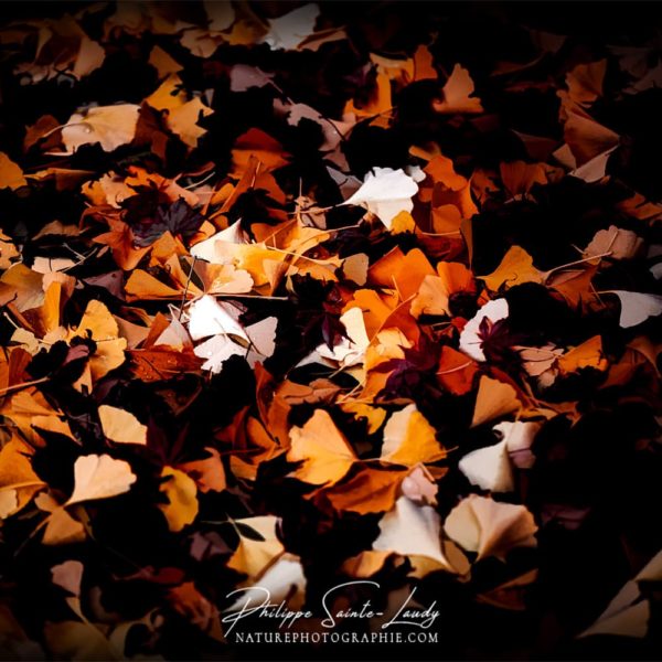 Dead Leaves Tapis de feuilles d'automne
