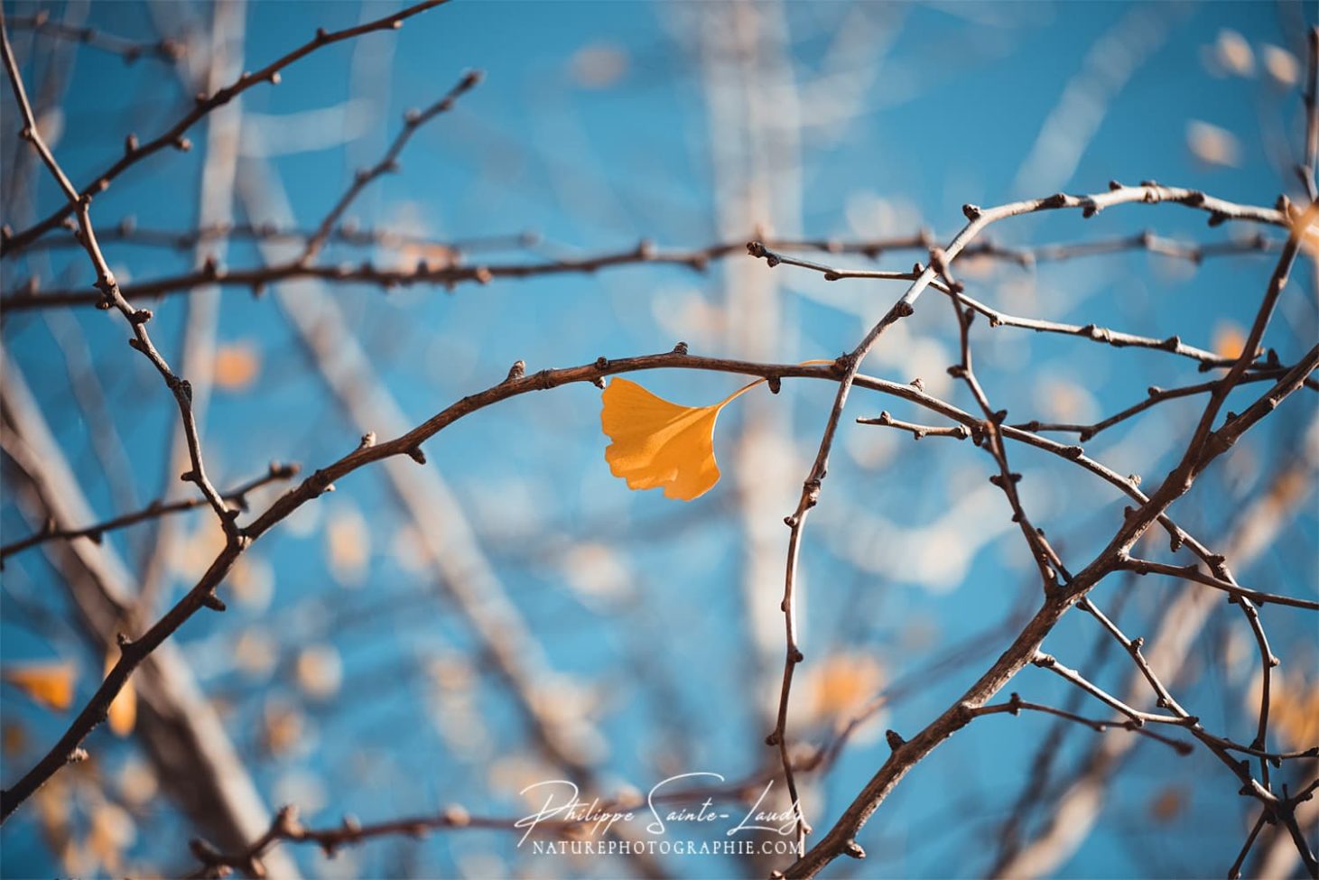 Dernière feuille sur un ginkgo biloba