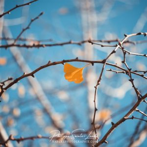 Fall Wink Dernière feuille sur un ginkgo biloba