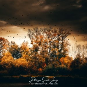 Feeling Bad Vol d'oiseaux devant une forêt en automne