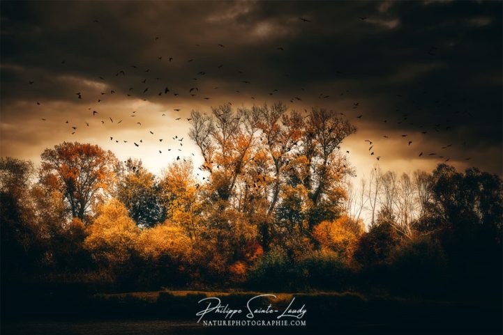 Vol d'oiseaux devant une forêt en automne