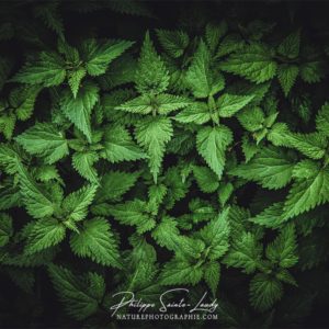 Feeling Green Le vert des orties