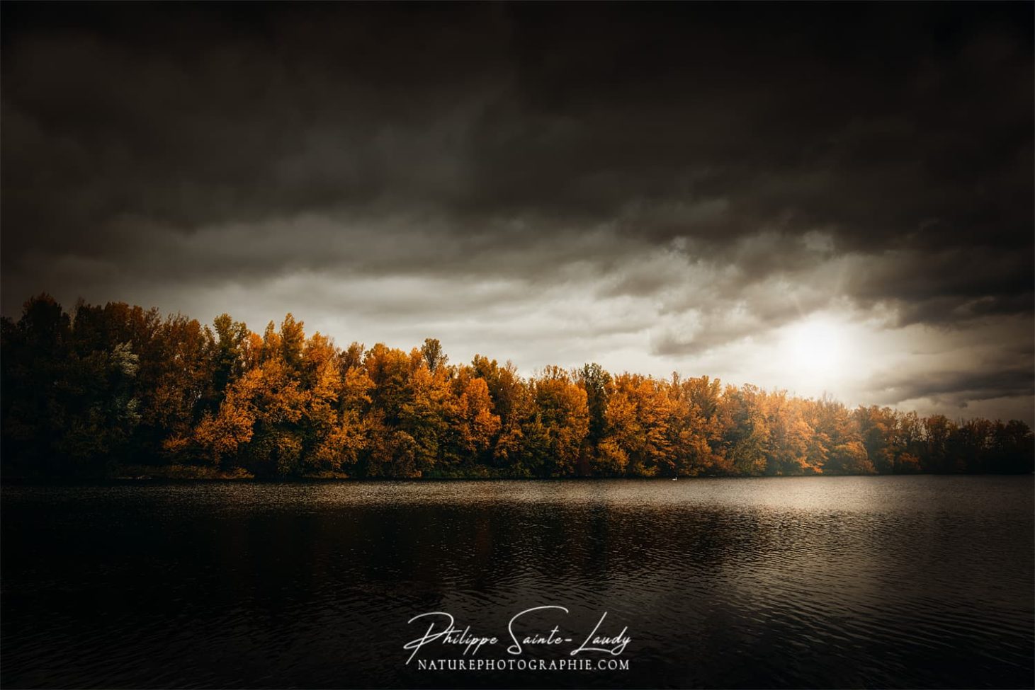 Forêt en bordure du Rhin