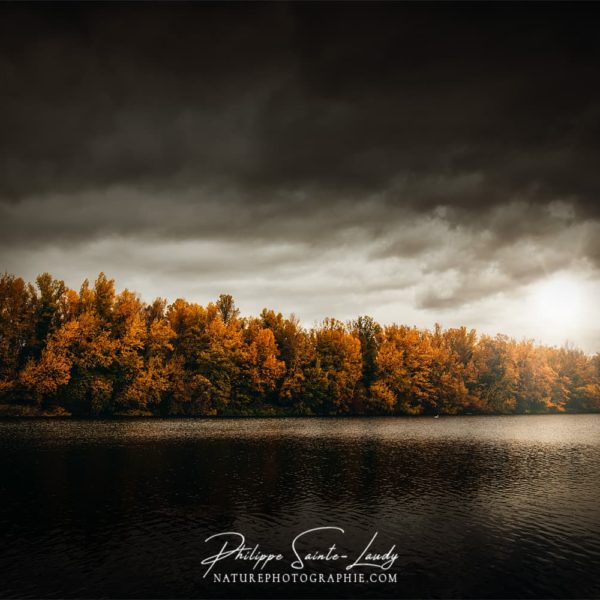 Heat of the Sun Forêt en bordure du Rhin