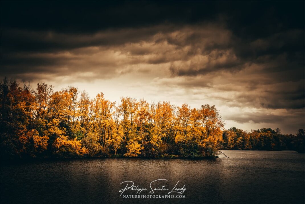 Forêt le long du rhin en automne