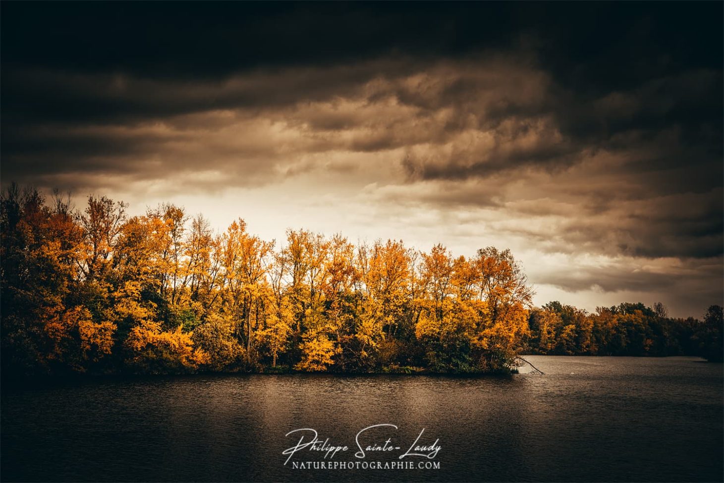 Forêt le long du rhin en automne