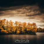 Forêt le long du rhin en automne