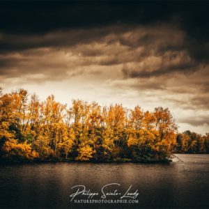 I Got The Blues Forêt le long du rhin en automne