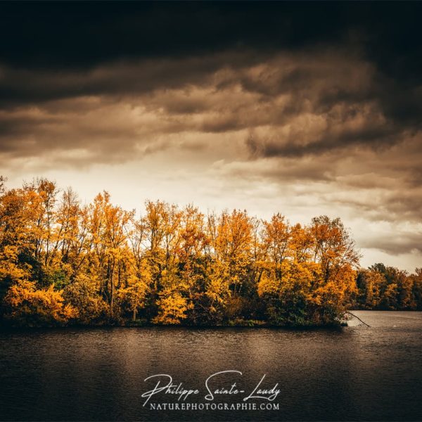 I Got The Blues Forêt le long du rhin en automne