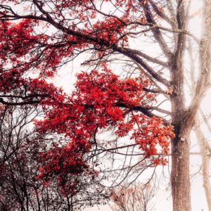 It Was a Red Tree Arbre rouge en automne