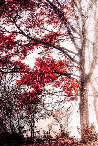 Arbre rouge en automne