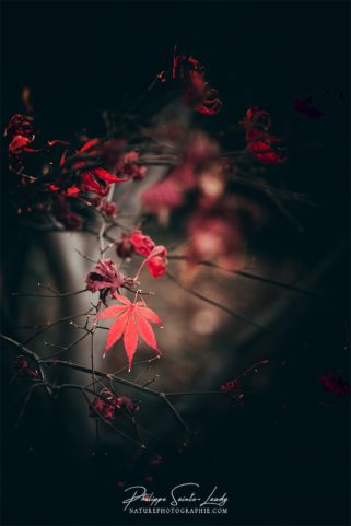 Dernière feuille d'érable