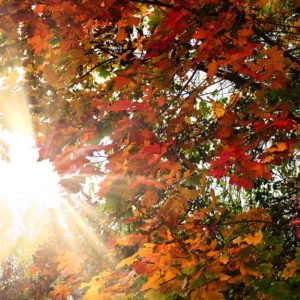 Leaves of Light Rayons de soleil dans un arbre en automne