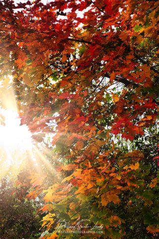 Rayons de soleil dans un arbre en automne