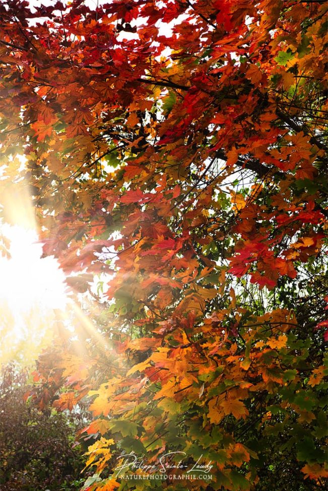 Rayons de soleil dans un arbre en automne