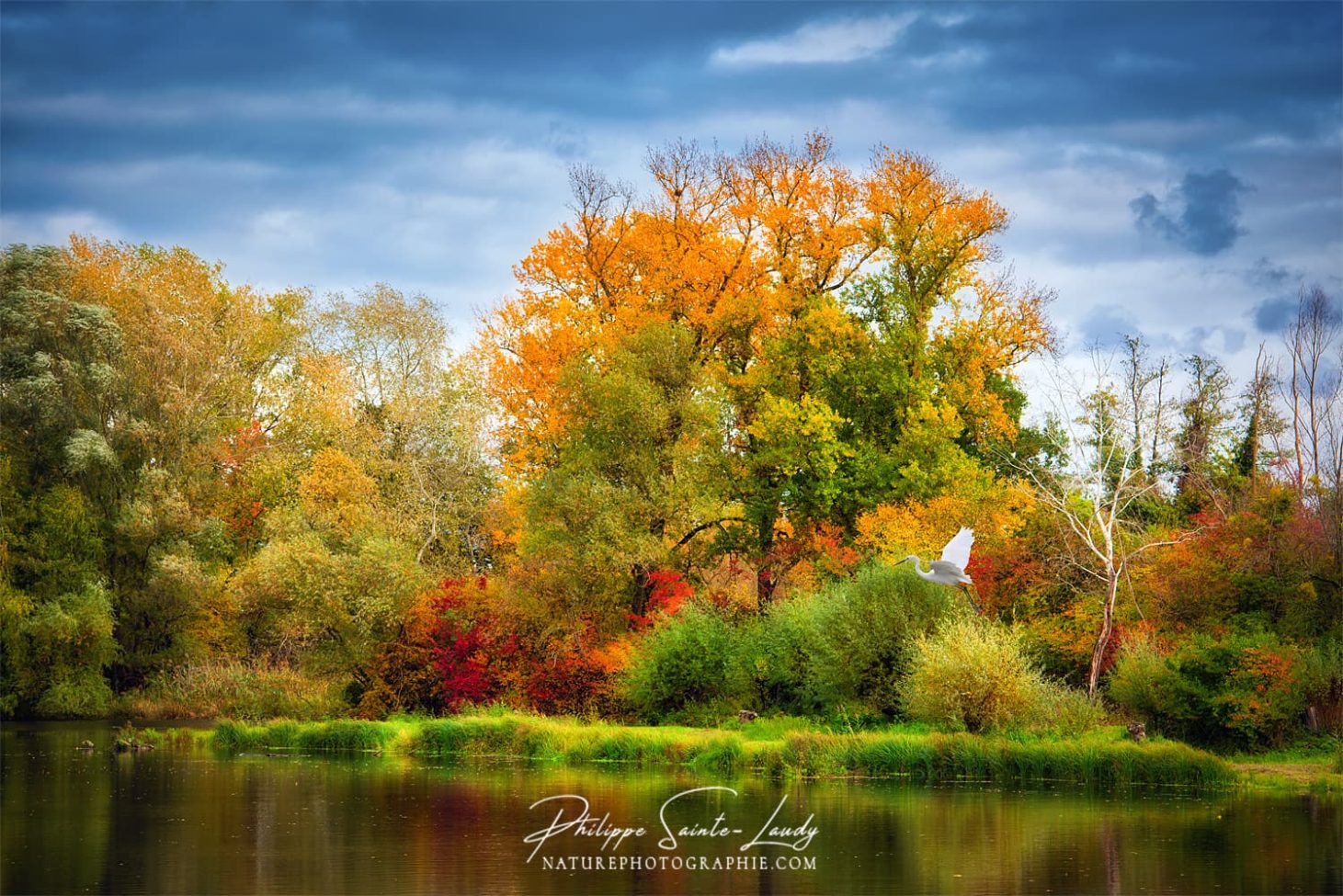 Héron en vol dans la nature