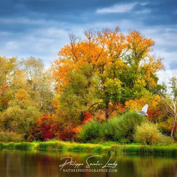 Like an Autumn Painting Héron en vol dans la nature