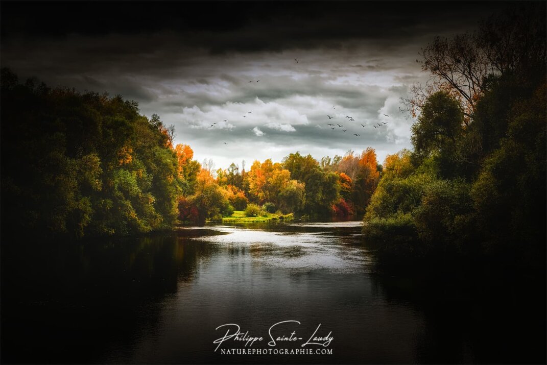 Forêt dans la lumière