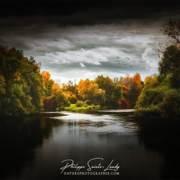 One Day in November Forêt dans la lumière