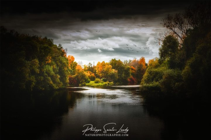 Forêt dans la lumière