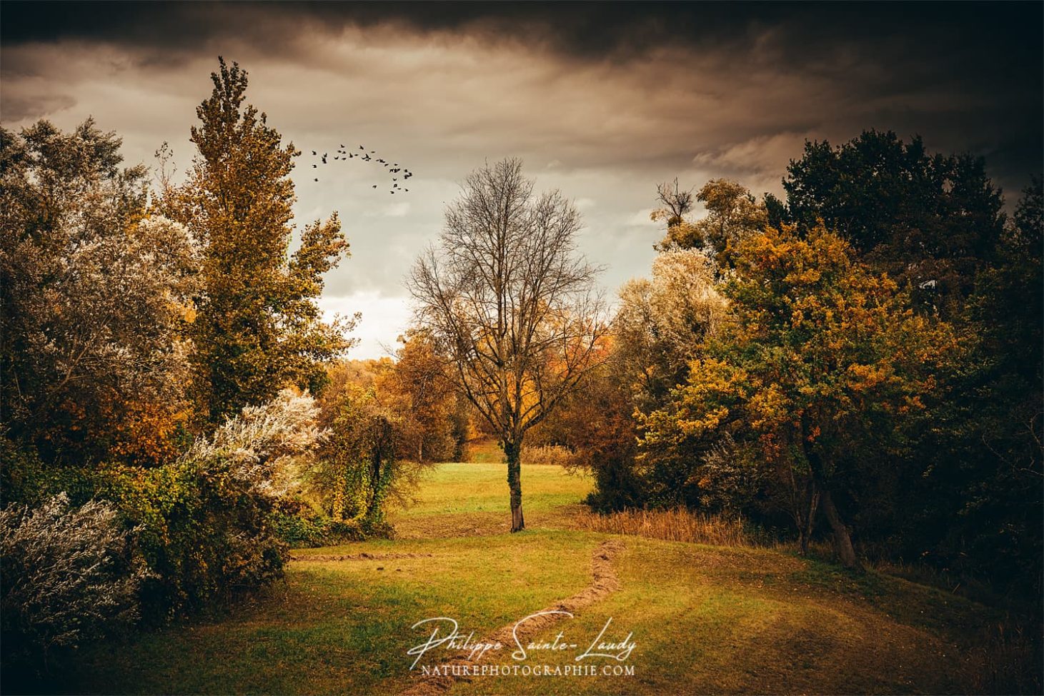 Petit coin de verdure avant l'orage