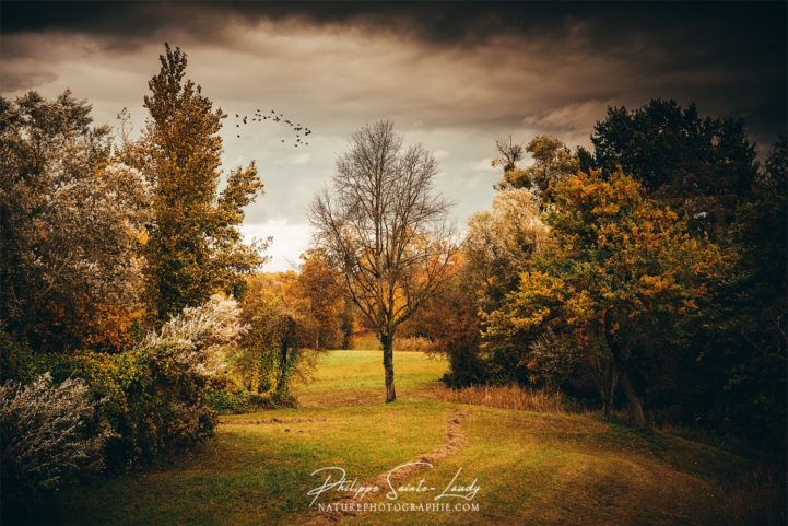 Petit coin de verdure avant l'orage