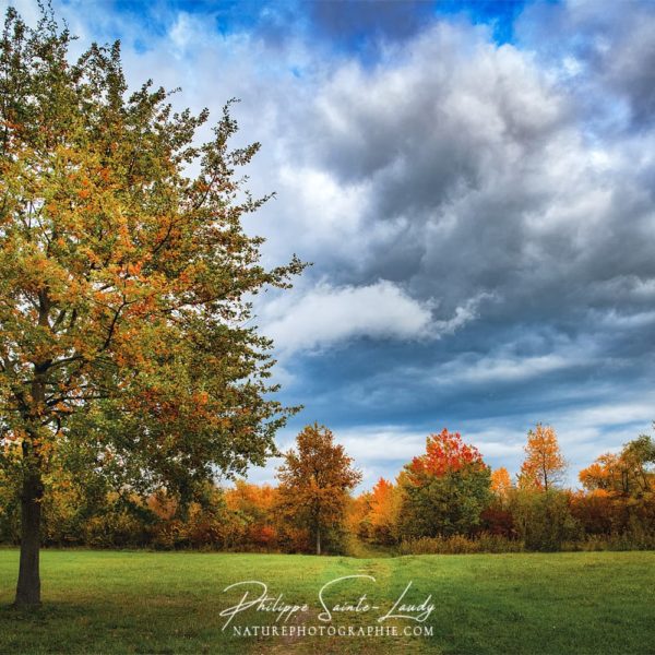 The Trees of Autumn Nature en automne