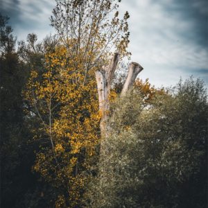 Today Photo d'un arbre et d'un tronc