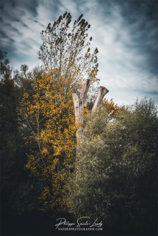 Photo d'un arbre et d'un tronc