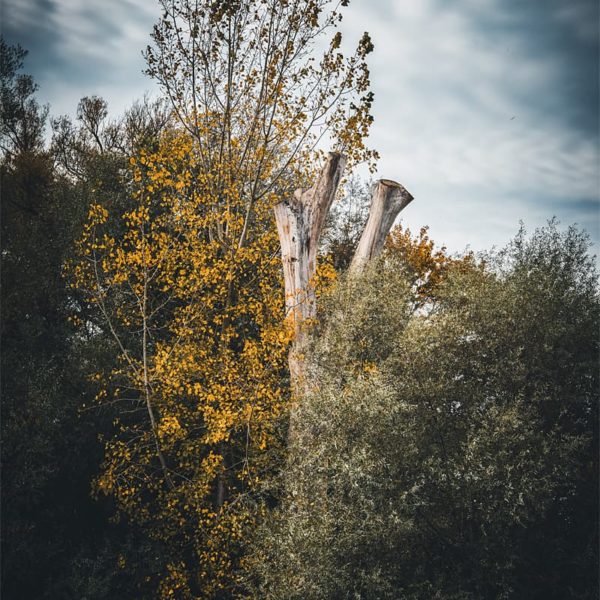 Today Photo d'un arbre et d'un tronc