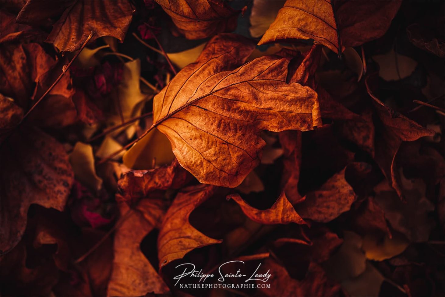 Gros plan sur des feuilles mortes