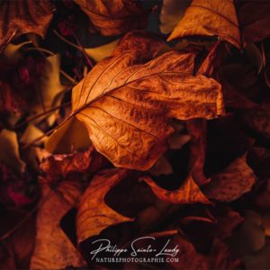 Withered Gros plan sur des feuilles mortes
