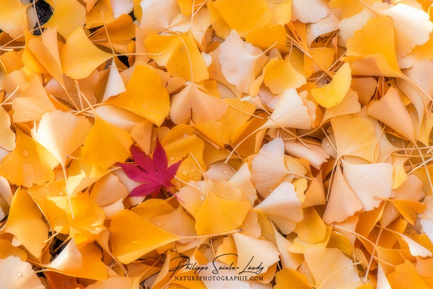 Feuilles de ginkgo une fois au sol