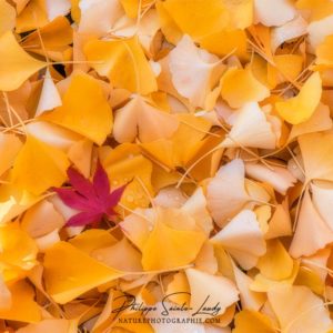 Yellow Mostly Feuilles de ginkgo une fois au sol