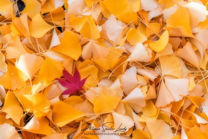 Feuilles de ginkgo une fois au sol