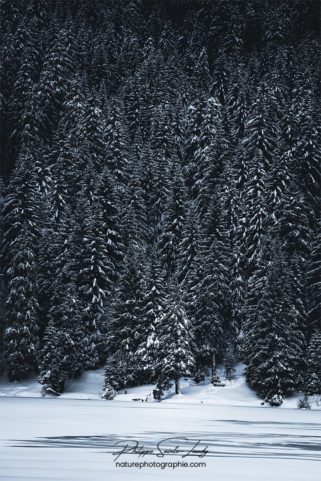 Crépuscule sur une forêt de sapins