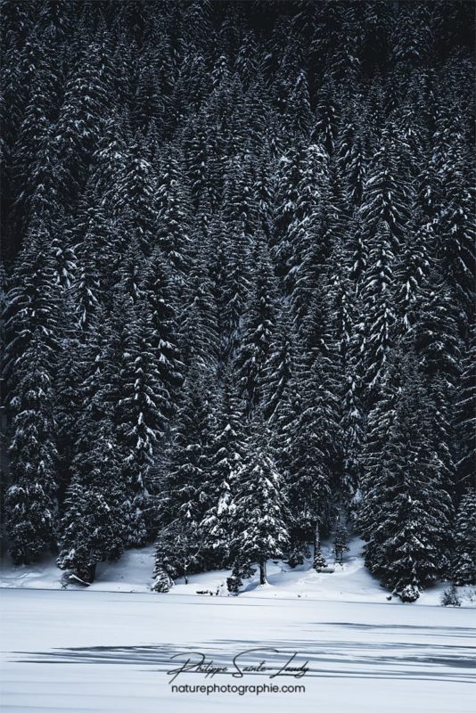 Crépuscule sur une forêt de sapins