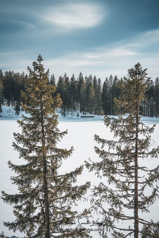 Sapins au bord d'un lac gelé