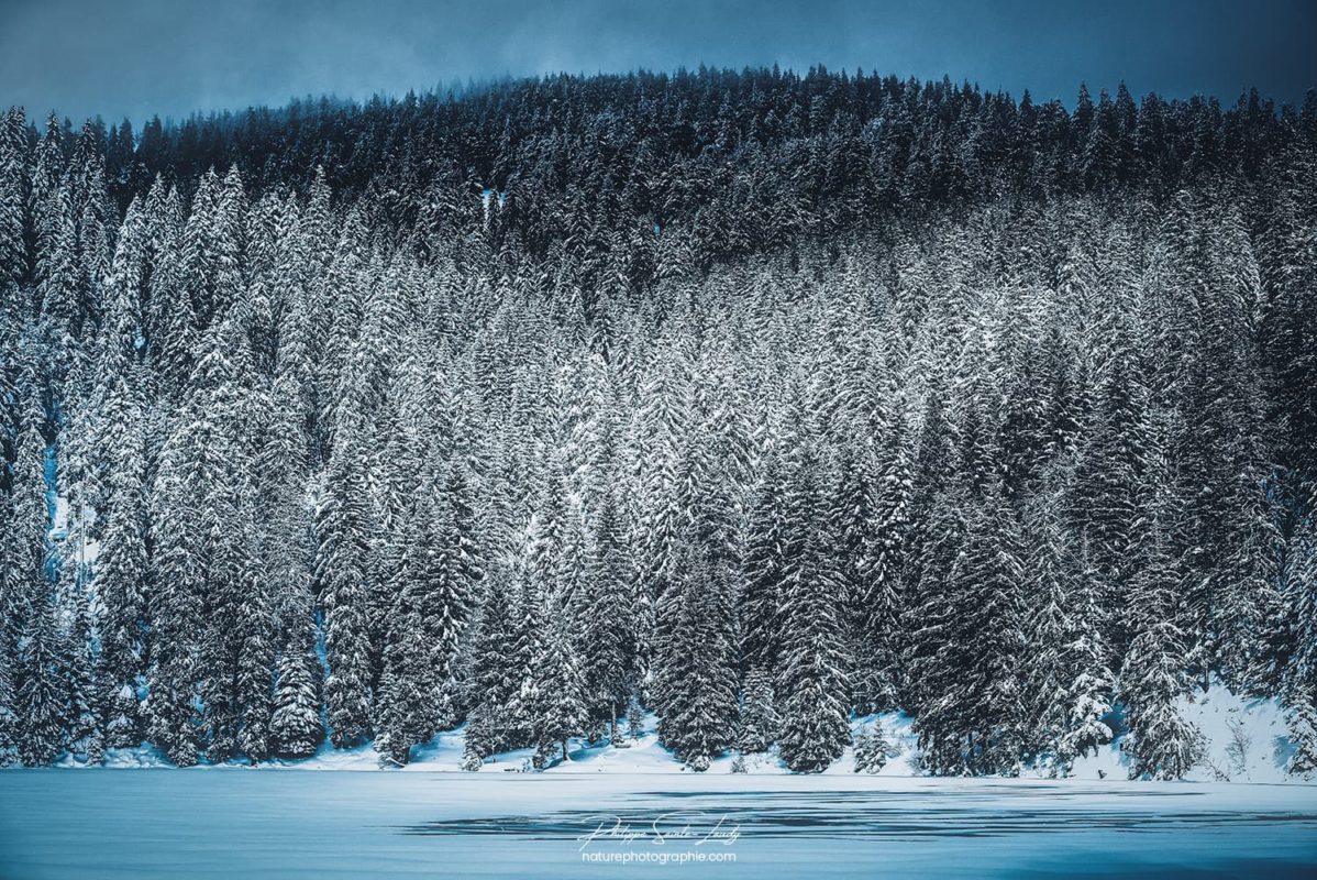 Forêt de sapins sous la neige