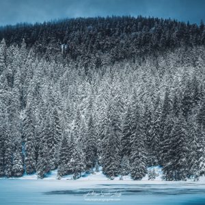 Forêt de sapins sous la neige